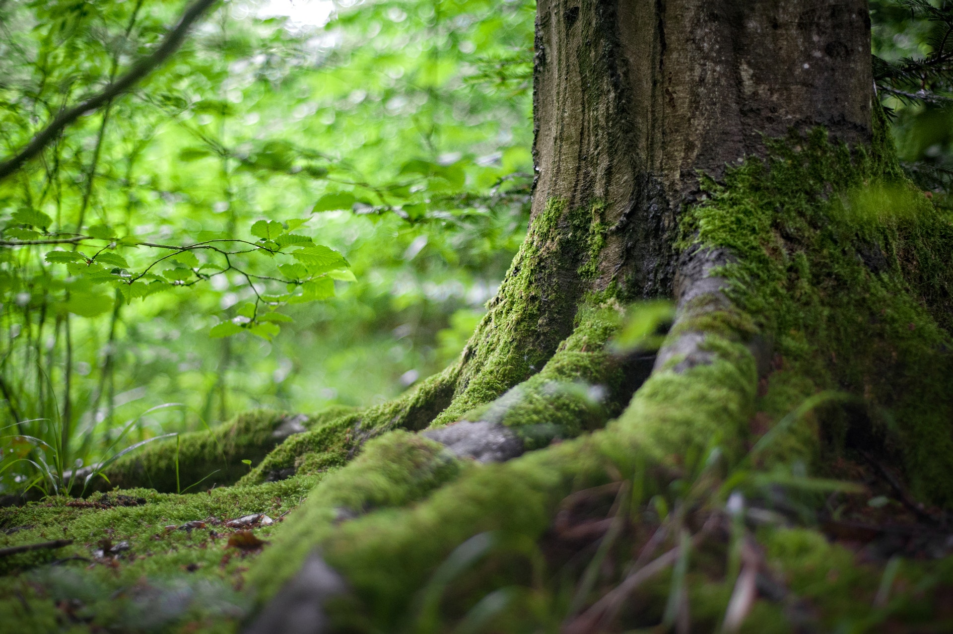 environment-forest-grass-142497.jpg