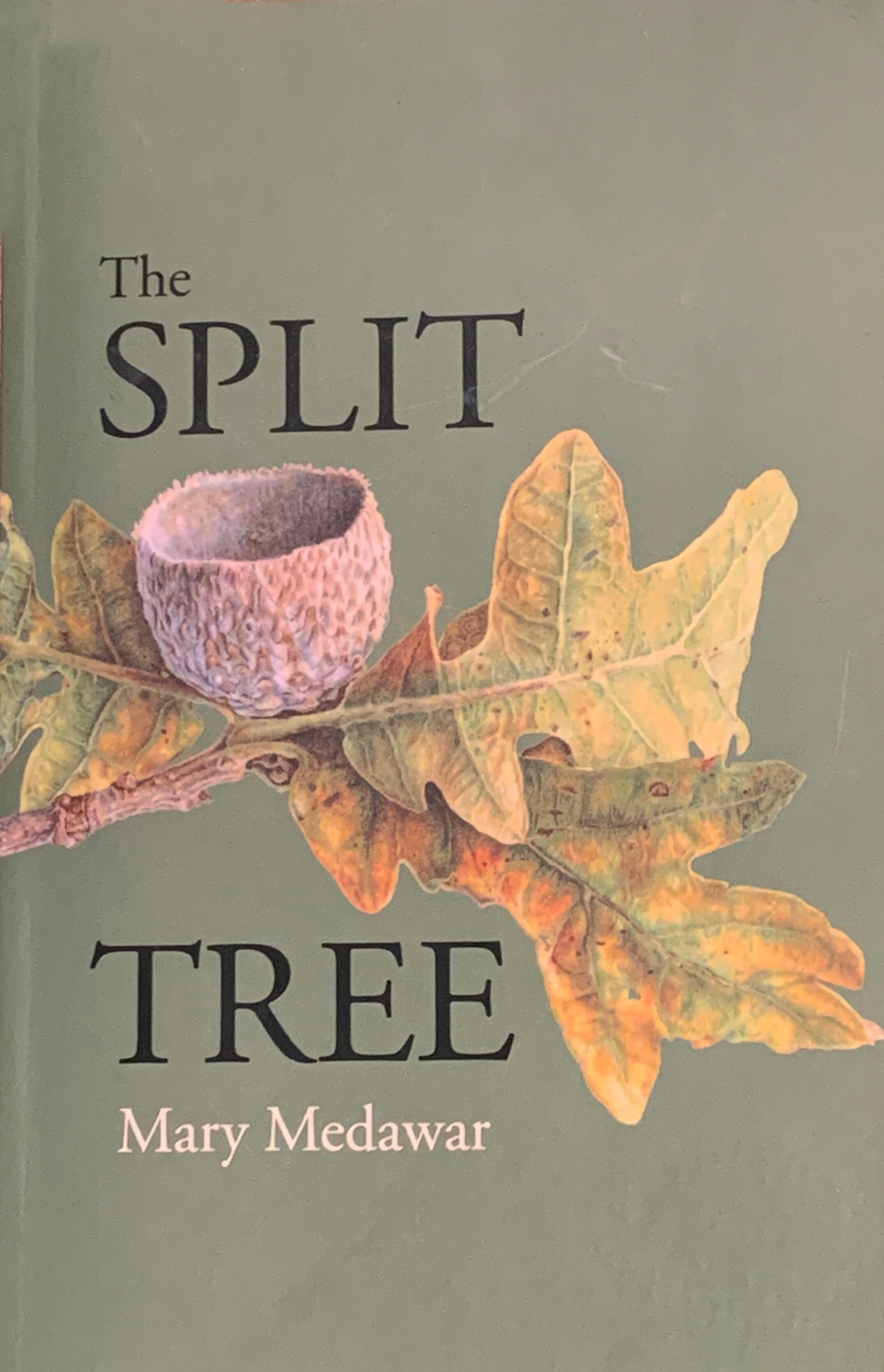 mary medawar the split tree